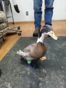 3d duck leg